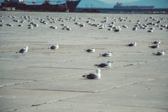 De zeemeeuwen zijn op rust op een concrete grond stock afbeelding De zeemeeuwen zijn op rust op een concrete grond stock afbeelding