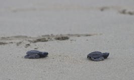 De zeeschildpadbabys van olijfridley onderweg aan de oceaan Royalty-vrije Stock Foto De zeeschildpadbabys van olijfridley onderweg aan de oceaan Royalty-vrije Stock Foto