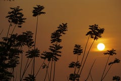 De zon verschijnt achter een boom Stock Foto's De zon verschijnt achter een boom Stock Foto's