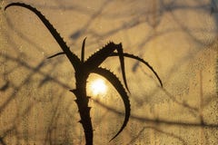 De zonsondergang misted door glas, in de voorgrond een aloëbloem stock foto De zonsondergang misted door glas, in de voorgrond een aloëbloem stock foto