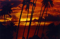 De zonsondergang Tahiti van Palmtree stock fotografie De zonsondergang Tahiti van Palmtree stock fotografie