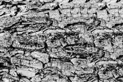 De zwart-witte achtergrond van de de textuur grunge aard van de boomschors Stock Afbeelding De zwart-witte achtergrond van de de textuur grunge aard van de boomschors Stock Afbeelding