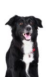 De zwart-witte geïsoleerdeo collie van de hondgrens stock afbeelding De zwart-witte geïsoleerdeo collie van de hondgrens stock afbeelding