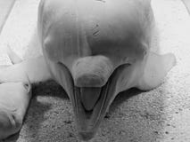 dolphin dead aquarium preserved mouth open skull
