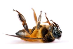 Dead honey bee