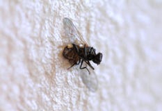 Dead housefly on the wall stock photography Dead housefly on the wall stock photography
