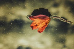Dead Leaf On Water Surface Royalty Free Stock Images Dead Leaf On Water Surface Royalty Free Stock Images