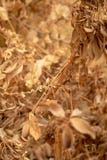 Dead Leaves good for textures stock photos Dead Leaves good for textures stock photos