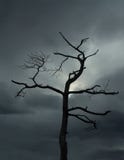 Dead Tree Royalty Free Stock Photo Dead Tree Royalty Free Stock Photo