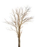 Dead Tree Royalty Free Stock Images