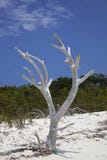 Dead tree on beach. A dead tree on a beach in the Turks and Caicos Islands stock image Dead tree on beach. A dead tree on a beach in the Turks and Caicos Islands stock image