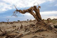 Dead Tree In Desert Stock Photos