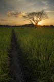 The dead tree in rice field