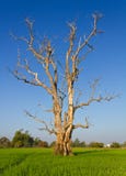 Dead Trees Dried. Stock Images Dead Trees Dried. Stock Images