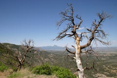 Dead Trees In Colorado Stock Photo