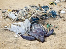 Dead turtle in fishing nets