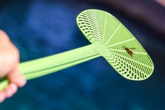 Dead Wasp On A Swatter