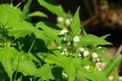 Deadnettle Royalty Free Stock Photography Deadnettle Royalty Free Stock Photography