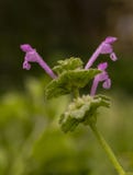 Deadnettle de Henbit, henbit comum, amplexicaule do Lamium foto de stock royalty free Deadnettle de Henbit, henbit comum, amplexicaule do Lamium foto de stock royalty free
