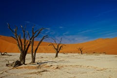 Deadvlei Namibia, döda träd arkivbild Deadvlei Namibia, döda träd arkivbild