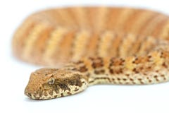 Death Adder Isolated On White Stock Photography