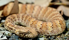 Death Adder Sitting In Leaves Royalty Free Stock Image