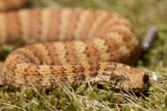 Death Adder Sitting In Leaves Royalty Free Stock Images