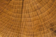 Death of an old tree. The texture of the tree in the stump. stock photo Death of an old tree. The texture of the tree in the stump. stock photo
