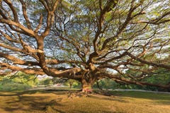 Debajo del soporte de árbol gigante grande solamente fotografía de archivo libre de regalías Debajo del soporte de árbol gigante grande solamente fotografía de archivo libre de regalías