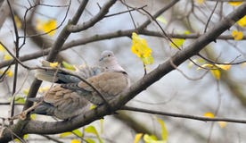 Decaocto del Streptopelia de la paloma que se sienta en árbol fotografía de archivo Decaocto del Streptopelia de la paloma que se sienta en árbol fotografía de archivo