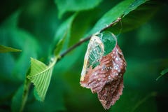 Decaying leaf royalty free stock images Decaying leaf royalty free stock images