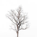 Deciduous Tree Crown On White Background Royalty Free Stock Image