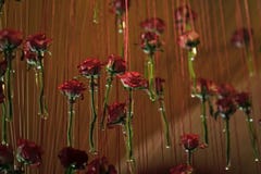 Decor with roses. Glass test tubes with red rose flowers hang Royalty Free Stock Image Decor with roses. Glass test tubes with red rose flowers hang Royalty Free Stock Image