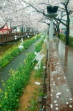 Decoration at the Yeojwacheon stream Romance bridge during Spring season at Jinhae Gunhangje Festival, Jinhae, South Korea Stock Photography Decoration at the Yeojwacheon stream Romance bridge during Spring season at Jinhae Gunhangje Festival, Jinhae, South Korea Stock Photography