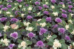 Brassica oleracea stock image Brassica oleracea stock image