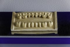 Decorative model of teeth in dentistry for interior stock photos Decorative model of teeth in dentistry for interior stock photos