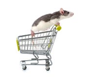 Decorative rat sitting in a miniature shopping trolley. royalty free stock photos Decorative rat sitting in a miniature shopping trolley. royalty free stock photos