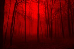 Deep In The Woods Royalty Free Stock Photography Deep In The Woods Royalty Free Stock Photography