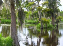 Deep in the Louisiana Bayou Swamp