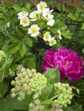 Deep pink peony with white heritage roses royalty free stock images Deep pink peony with white heritage roses royalty free stock images