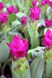 Deep Pink Siam Tulip on the Nursery plants. Curcuma alismatifolia or summer tulip is a tropical plant native to Laos. royalty free stock photography Deep Pink Siam Tulip on the Nursery plants. Curcuma alismatifolia or summer tulip is a tropical plant native to Laos. royalty free stock photography