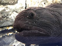 human wolf eel bite human wolf eel bite