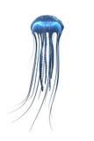 Deep sea jellyfish isolated