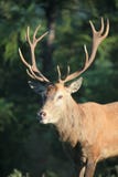 Deer Stock Photography
