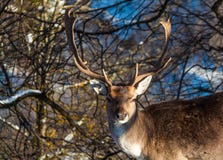 Deer Royalty Free Stock Photos
