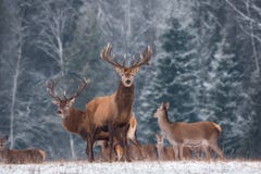 Adult Deer Stag With Big Horns In Beautiful Pose On The Edge Of The Winter Forest. Great Deer Buck Cervidae stock image Adult Deer Stag With Big Horns In Beautiful Pose On The Edge Of The Winter Forest. Great Deer Buck Cervidae stock image