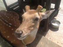 Deer come closer royalty free stock photos Deer come closer royalty free stock photos