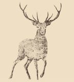 Deer engraving style Stock Photo Deer engraving style Stock Photo