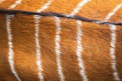Deer fur texture. Nyala skin pattern. Abstract animal brown hair. royalty free stock photos Deer fur texture. Nyala skin pattern. Abstract animal brown hair. royalty free stock photos