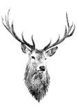 Deer head,